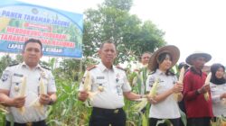 Dukung Program Kementerian, Lapas kelas II A Kendari, Sukses Panen Raya Jagung Hasil Edukasi warga binaan