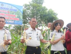 Dukung Program Kementerian, Lapas kelas II A Kendari, Sukses Panen Raya Jagung Hasil Edukasi warga binaan